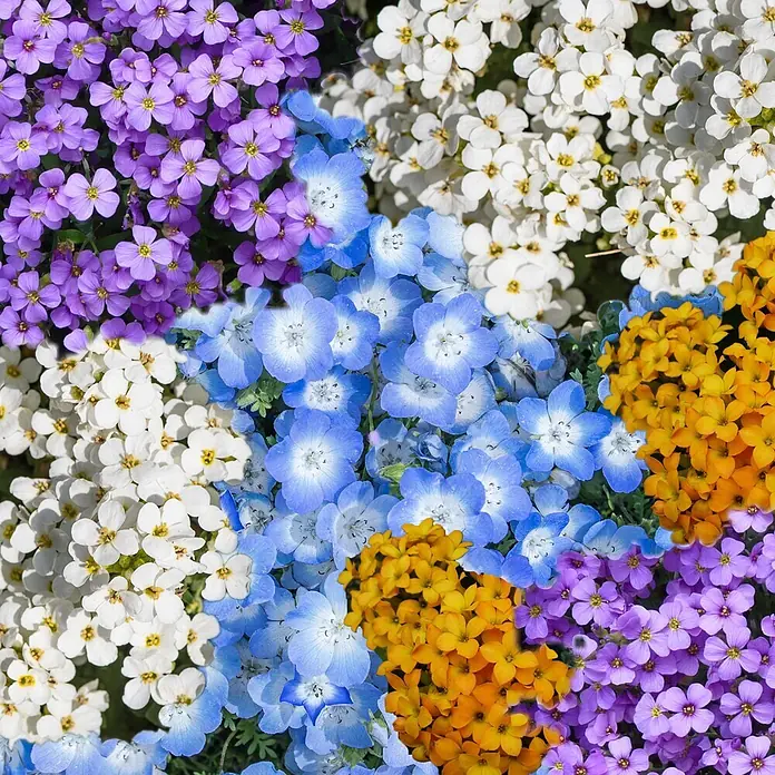 Deine Gartenwelt Blumenmischung Steingarten winterharte Stauden -  - Buntes Mosaik aus kleinen lila, weißen, blauen und gelben Blüten.