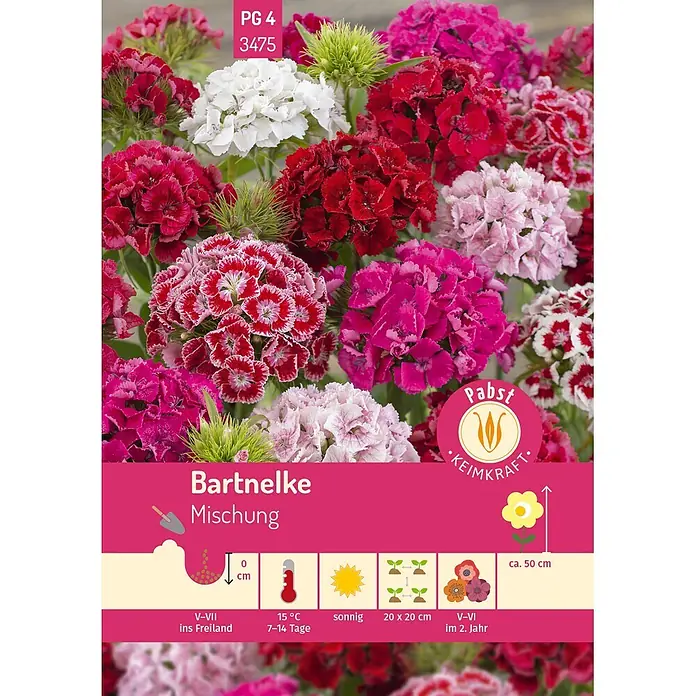 Pabst Keimkraft Blumensamen Bartnelke - Dianthus barbatus, Mehrfarbig - Ein lebhafter Mix aus Bartnelkenblüten in Weiß, Rot, Rosa und Magenta.