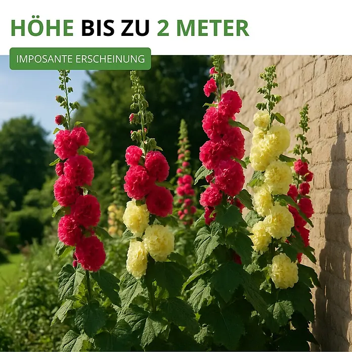 Deine Gartenwelt Stockrosen Prachtmischung -  - Hohe Stockrosen mit leuchtenden pink-roten und gelben gefüllten Blüten, bis zu 2 Meter hoch, für einen imposanten Gartenauftritt.