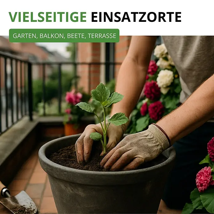 Deine Gartenwelt Stockrosen Prachtmischung -  - Person pflanzt Setzling in großem grauen Topf auf Balkon.
