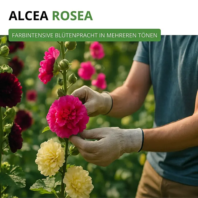 Deine Gartenwelt Stockrosen Prachtmischung -  - Alcea rosea mit leuchtend pinken, gelben und dunkelroten Blüten. Behandschuhte Hände pflegen die farbintensive Blütenpracht in mehreren Tönen.