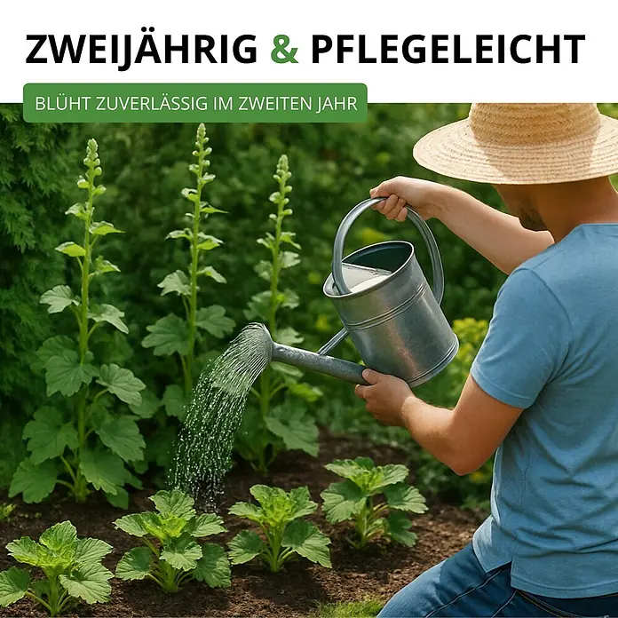 Deine Gartenwelt Stockrosen Prachtmischung -  - Gärtner gießt junge, pflegeleichte zweijährige Pflanzen, die im zweiten Jahr zuverlässig blühen.