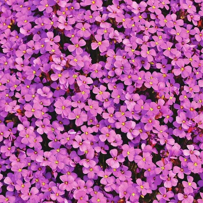 Deine Gartenwelt Blaukissen Rosa-Rot -  - Dichter Teppich kleiner, leuchtend violetter Blüten mit hellgelben Zentren.