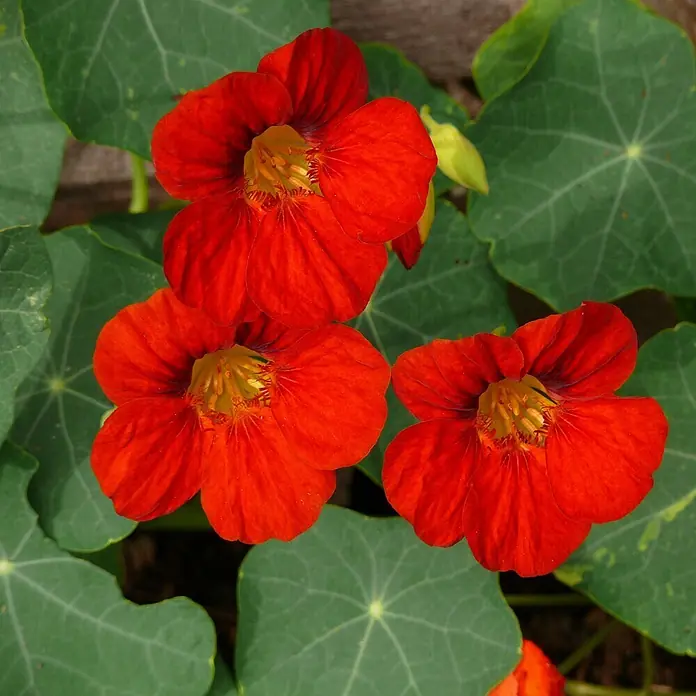 Deine Gartenwelt Kapuzinerkresse Rankende Mischung -  - Drei leuchtende, rot-orange Kapuzinerkresse-Blüten in voller Blüte, umgeben von Laub.