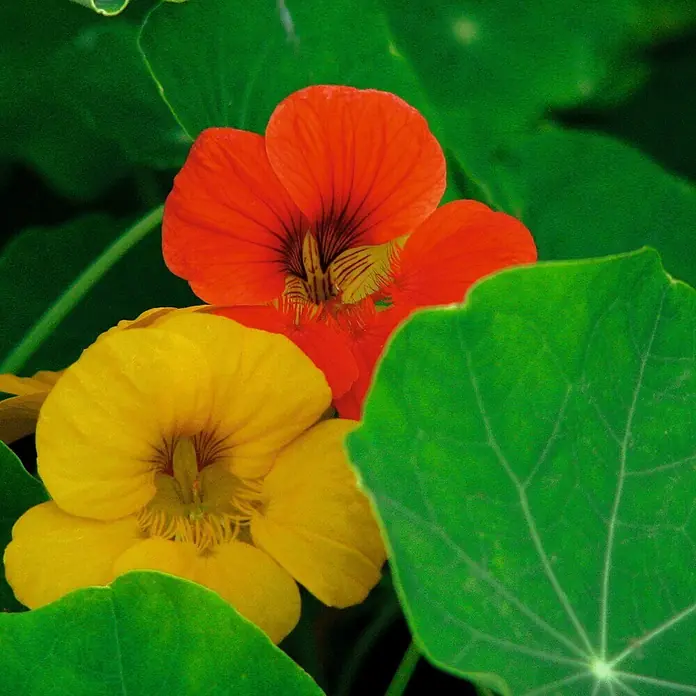 Deine Gartenwelt Kapuzinerkresse Rankende Mischung -  - Zwei leuchtende Kapuzinerkresse-Blüten, eine orange und eine gelb.