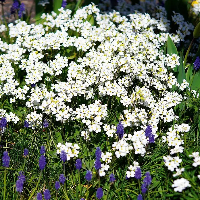 Deine Gartenwelt Blumensamen Steinkraut - Lobularia maritima, Weiß - Weiße Blüten mit lila Traubenhyazinthen in einem sonnigen Garten blühend.