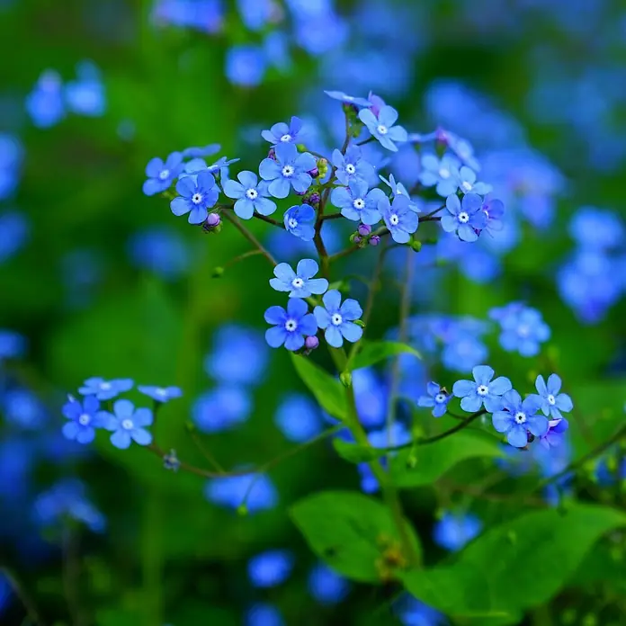 Deine Gartenwelt Vergissmeinnicht Indigo Compacta Blue -  - Nahaufnahme von kleinen blauen Blüten mit weißen Zentren auf grünen Stielen.