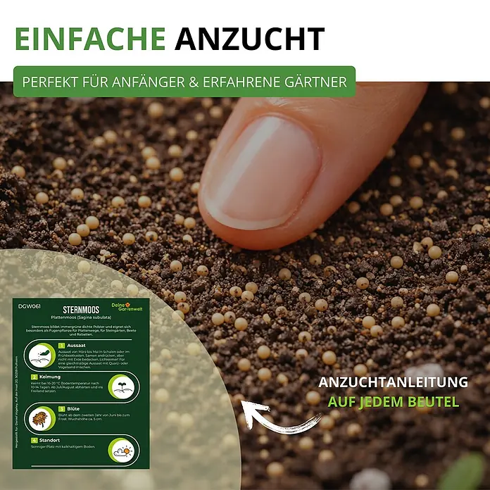 Deine Gartenwelt Mastkraut - Plattenmoos -  - Nahaufnahme von Sternmoos-Samen in Erde mit einem Finger, dazu detaillierte Anzuchtanleitung für Aussaat, Keimung, Blüte und Standort.