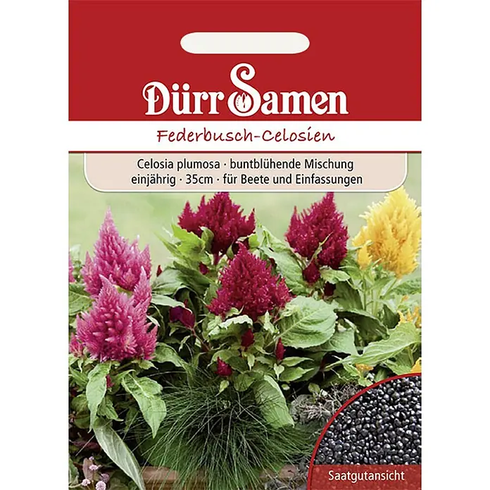 Dürr Samen Blumensamen Federbusch - Celosia plumosa, Mehrfarbig - Dürr Samen Saattüte für Federbusch-Celosien mit bunten Blüten und einer Ansicht schwarzer Samen.