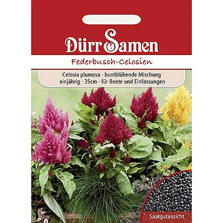 Dürr Samen  Blumensamen Federbusch