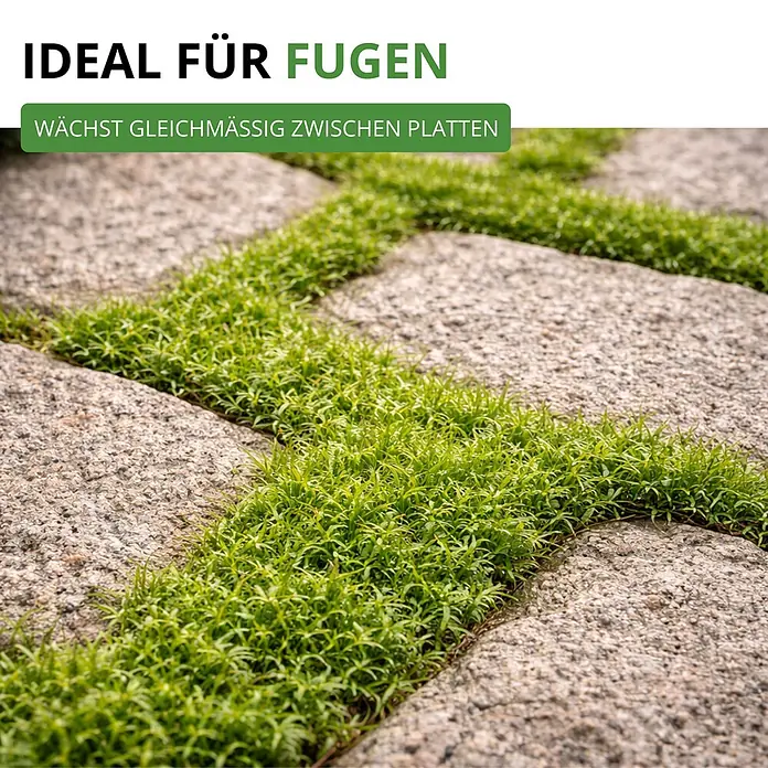 Deine Gartenwelt Mastkraut - Plattenmoos -  - Üppige grüne Pflanzen wachsen gleichmäßig in den Fugen zwischen rauen, grauen Steinplatten, eine natürliche Bodenbedeckung zeigend.