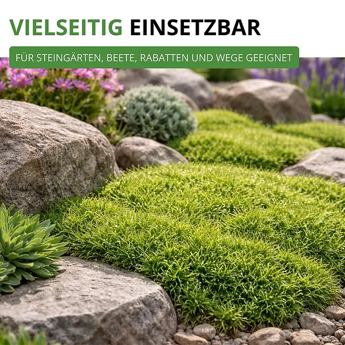 Deine Gartenwelt Mastkraut - Plattenmoos -  - Leuchtend grüne Bodendeckerpflanze zwischen Steinen im Garten. Geeignet für Steingärten, Beete, Rabatten und Wege.