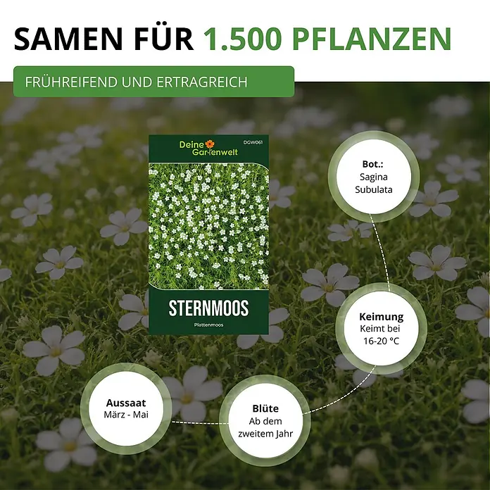 Deine Gartenwelt Mastkraut - Plattenmoos -  - Samenpackung für Sternmoos (Sagina Subulata) mit Pflanzinformationen zu Aussaat, Keimung und Blüte.