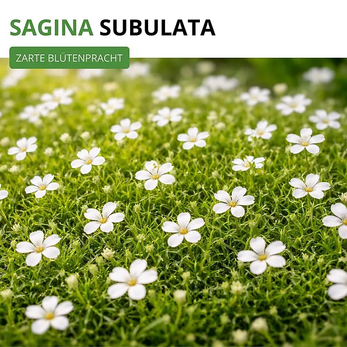 Deine Gartenwelt Mastkraut - Plattenmoos -  - Sagina subulata, eine dichte grüne Bodendeckerpflanze mit vielen kleinen weißen Blüten.