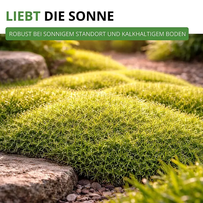 Deine Gartenwelt Mastkraut - Plattenmoos -  - Robuster, leuchtend grüner Bodendecker in einem sonnigen Gartenambiente.