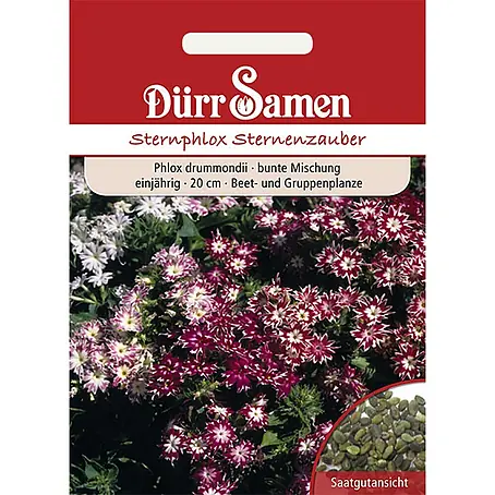 Dürr Samen  Blumensamen Sternphlox