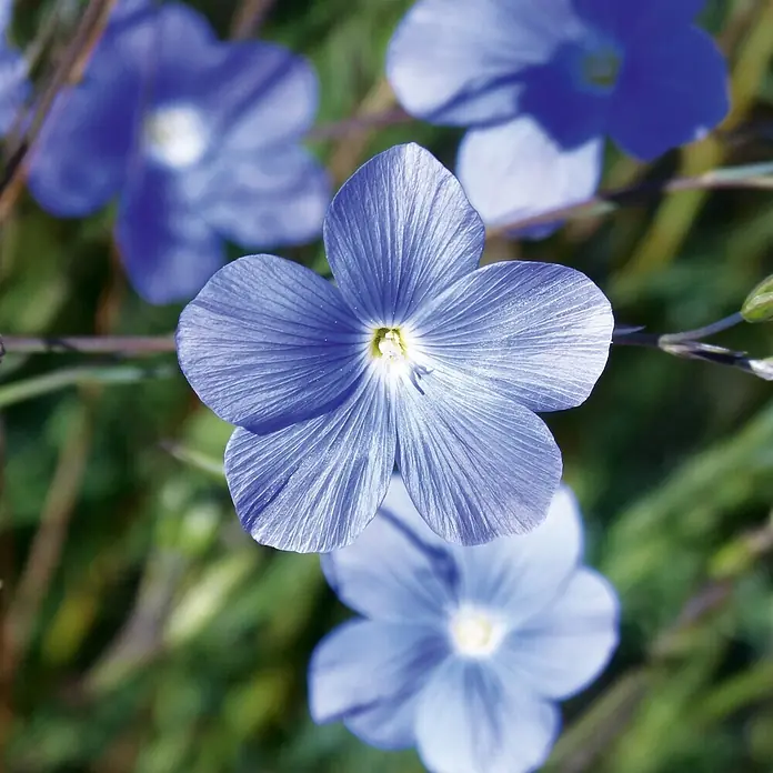 Deine Gartenwelt Staudenlein blau -  - Nahaufnahme von lebhaften blauen fünfblättrigen Blüten mit zarter Textur und hellem gelbem Zentrum.