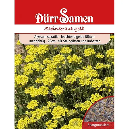 Dürr Samen  Blumensamen Steinkraut