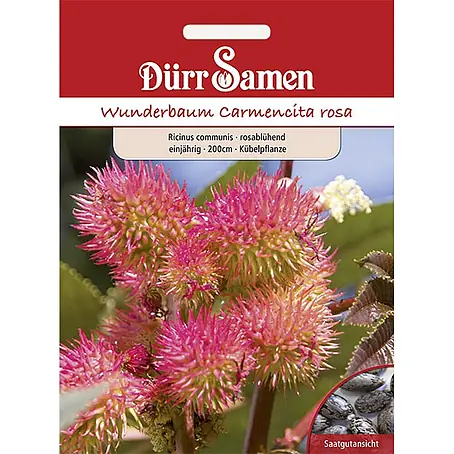 Dürr Samen Wunderbaum rosablühend einjährig 200 cm