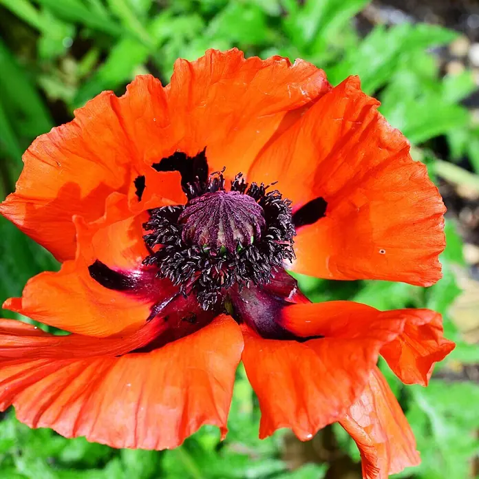 Deine Gartenwelt Blumensamen Mohn - Papaver orientale, Rot - Lebhaft rote Mohnblume mit dunkelviolettem und schwarzem Zentrum, zeigt zarte, zerknitterte Blütenblätter.
