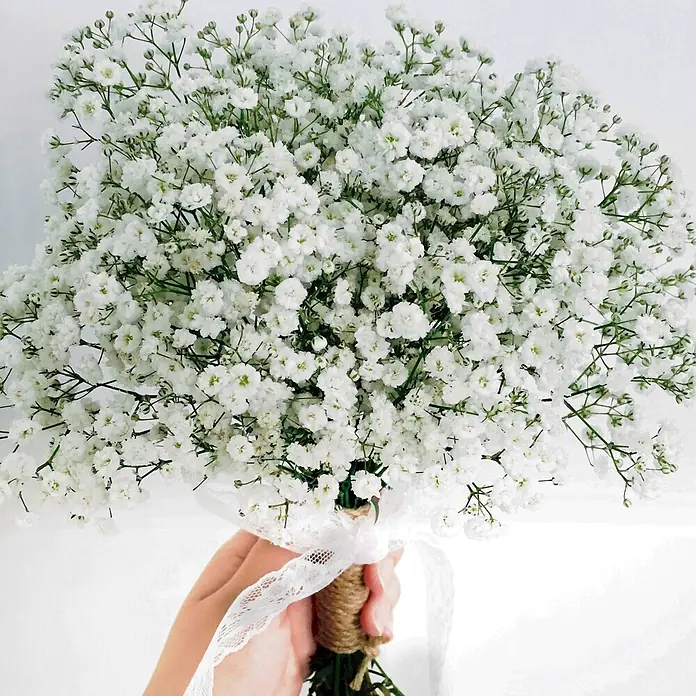Deine Gartenwelt Stauden-Schleierkraut weiß -  - Weißer Schleierkraut-Blumenstrauß mit grünen Stielen, umwickelt mit Naturkordel und weißer Spitze, in einer Hand gehalten.