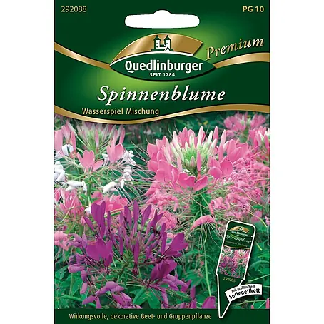 Quedlinburger SAATGUT  Blumensamen Spinnenblume