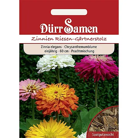 Dürr Samen Zinnien Riesen-Gärtnerstolz einjährig 60 cm