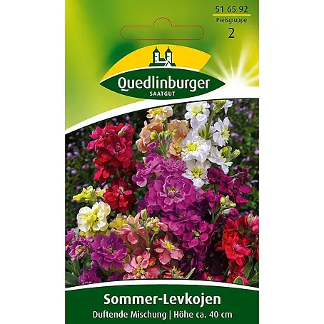 Quedlinburger SAATGUT Sommer-Levkojen Frühe hohe Mischung