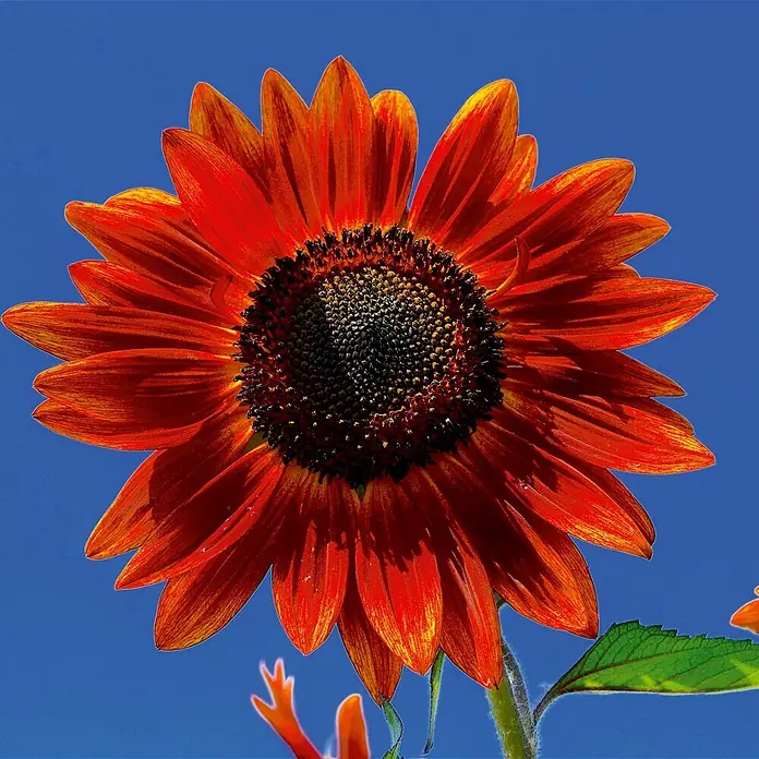 Deine Gartenwelt Sonnenblume Samtkönigin -  - Rote und orange Sonnenblume mit dunkler Mitte vor einem klaren blauen Himmel.