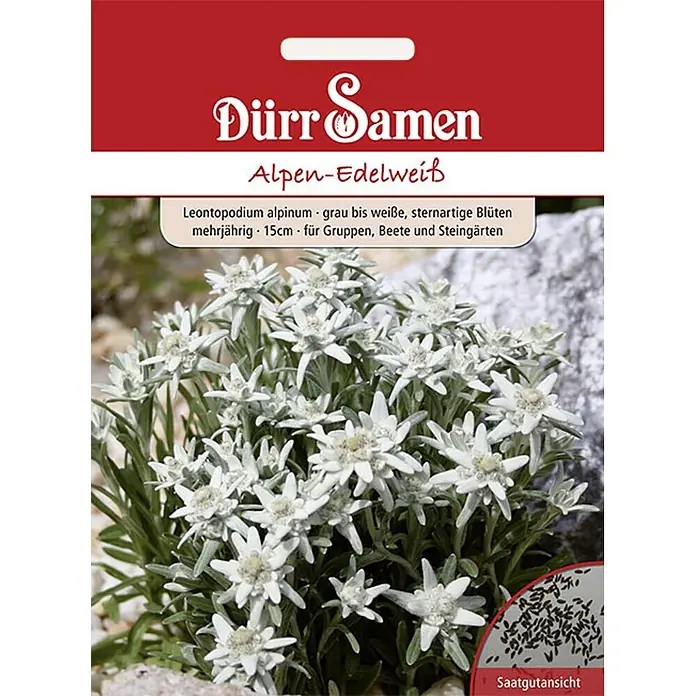 Dürr Samen Alpen-Edelweiß grau weiße sternartige Blüten mehrjährig -  - Samentüte für Alpen-Edelweiß (Leontopodium alpinum), mit Bild weißer sternförmiger Blüten und Nahaufnahme der Samen.