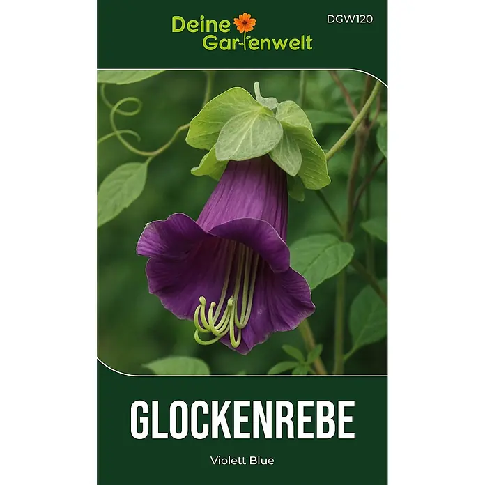 Deine Gartenwelt Glockenrebe Violett Blue -  - Samenpäckchen mit einer tiefvioletten Glockenblume (Glockenrebe) mit leuchtend grünen Blättern und Staubfäden.