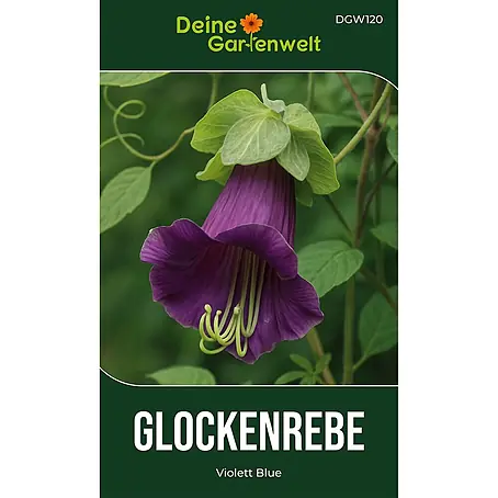 Deine Gartenwelt Glockenrebe Violett Blue