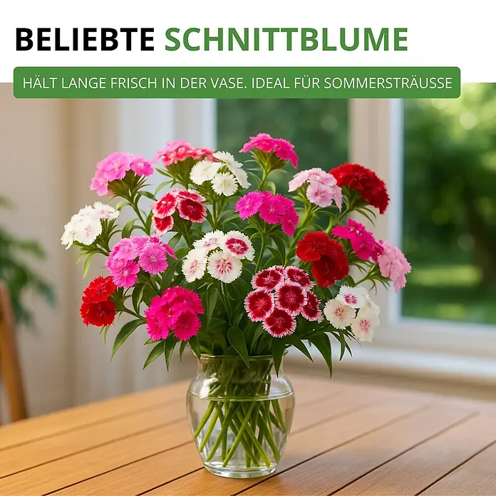 Deine Gartenwelt Bartnelke Gefüllte Mischung -  - Lebendige Schnittblumen in Rosa, Rot und Weiß in einer klaren Glasvase. Sie bleiben lange frisch und sind ideal für Sommersträuße.