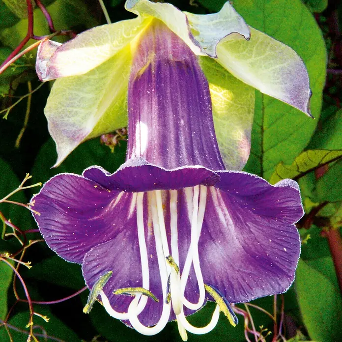 Deine Gartenwelt Glockenrebe Violett Blue -  - Eine leuchtend violette glockenförmige Blüte mit hellgrünen Kelchblättern und auffälligen weißen Staubblättern.