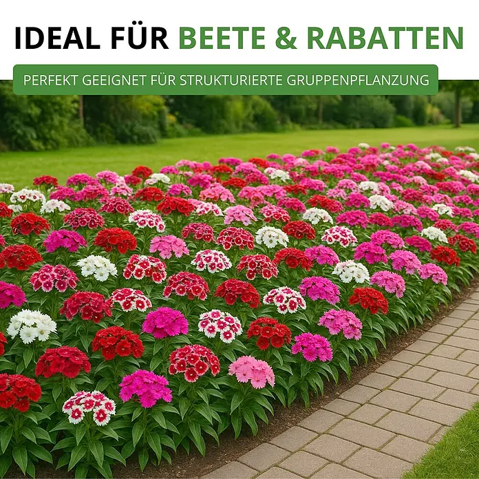 Deine Gartenwelt Bartnelke Gefüllte Mischung -  - Ein lebhaftes Beet aus pinken, roten und weißen Blumen, ideal für strukturierte Gruppenpflanzung in Beeten und Rabatten.