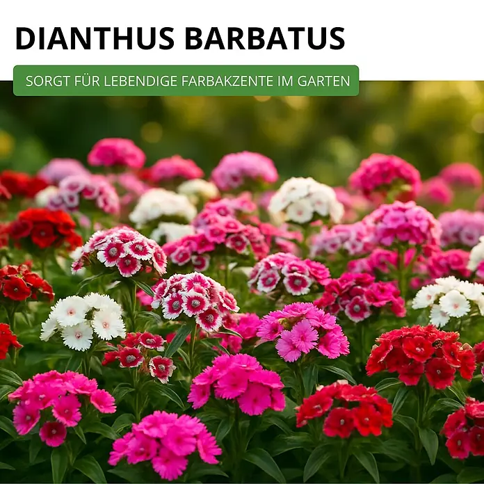 Deine Gartenwelt Bartnelke Gefüllte Mischung -  - Bunte Dianthus barbatus Blüten in Rosa, Rot und Weiß, die lebendige Farbakzente im Garten setzen.