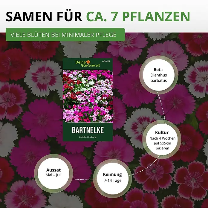 Deine Gartenwelt Bartnelke Gefüllte Mischung -  - Samenpackung für Bartnelken (Dianthus barbatus) mit Anweisungen für Aussaat, Keimung und Kultur, um ca. 7 Pflanzen zu erhalten.