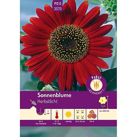 Pabst Keimkraft Sonnenblume Herbstlicht
