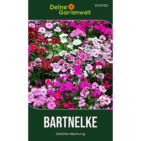 Deine Gartenwelt Bartnelke Gefüllte Mischung