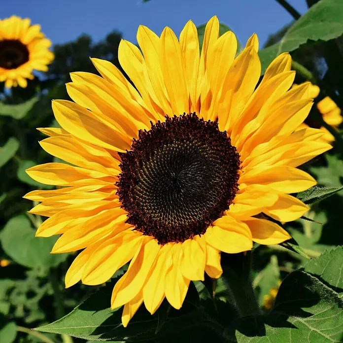 Deine Gartenwelt Sonnenblumen Einfache Riesen -  - Eine leuchtend gelbe Sonnenblume mit dunklem Zentrum, umgeben von grünen Blättern unter blauem Himmel.