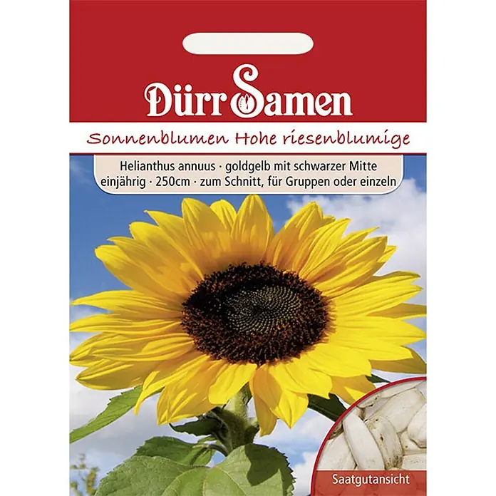Dürr Samen Blumensamen Sonnenblume - Helianthus annuus, Goldgelb - Dürr Samen Sonnenblumen Saatguttüte für hohe, riesenblumige goldgelbe Sonnenblumen mit schwarzer Mitte, inklusive Samenansicht.