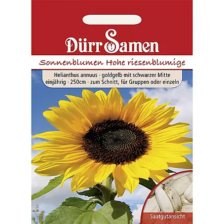 Dürr Samen  Blumensamen Sonnenblume