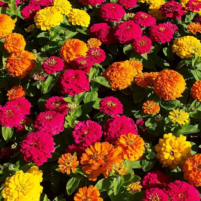 Deine Gartenwelt Zinnie Dahlienblütige Mischung -  - Bunte Zinnienblüten in leuchtenden Rosa-, Fuchsia-, Gelb- und Orangetönen.