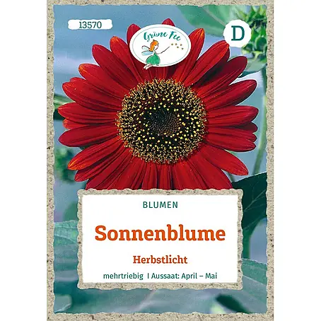 Grüne Fee Sonnenblume Herbstlicht