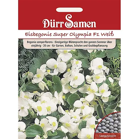 Dürr Samen Eisbegonie Super Olympia F1 Weiß einjährig 20 cm