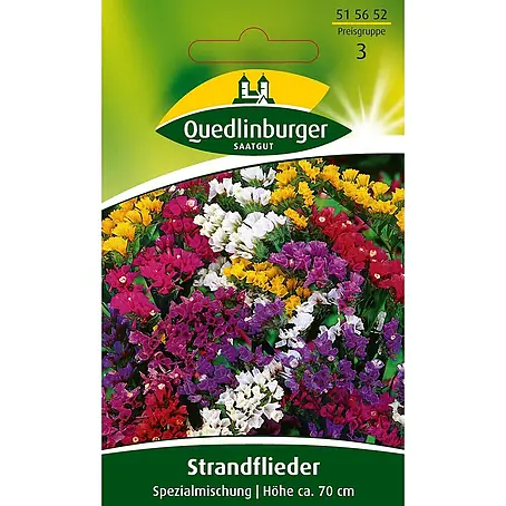 Quedlinburger SAATGUT  Blumensamen Strandflieder