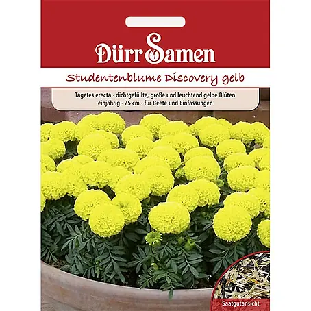 Dürr Samen Studentenblumen Discovery gelb einjährig 25 cm