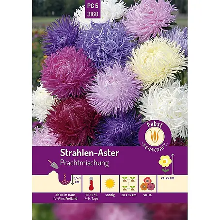 Pabst Keimkraft Strahlen - Aster Prachtmischung