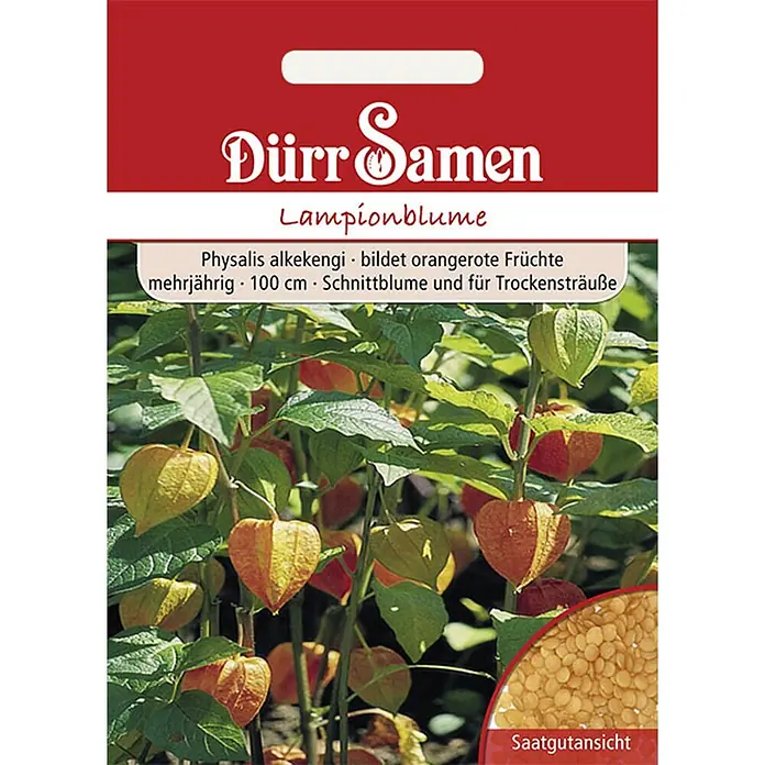 Dürr Samen Lampionblume orangerot mehrjährig 100 cm -  - Samenpäckchen für Lampionblume (Physalis alkekengi) mit Bildern der orange-roten Früchte und einer Ansicht der Samen.