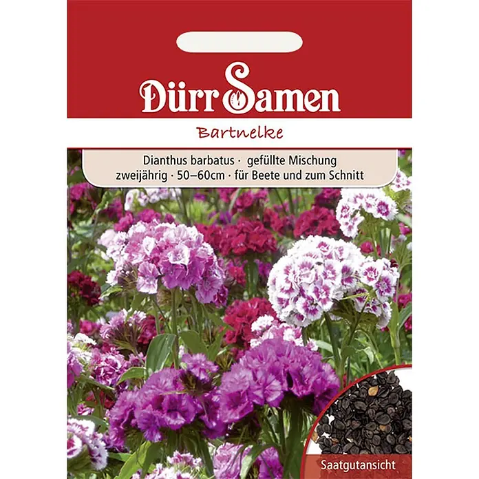 Dürr Samen Bartnelke Mischung zweijährig 50-60 cm -  - Samenpäckchen für Dürr Samen Bartnelke, zeigt leuchtend rosa und lila Blüten sowie die schwarzen Samen.
